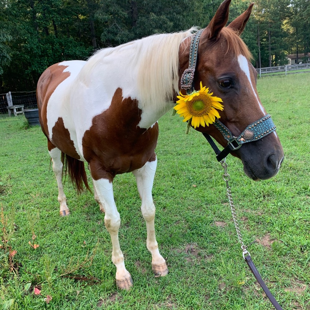 ISO horse items - Picture 2 of 4